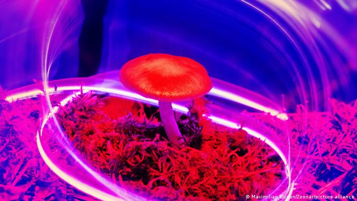 Magic mushrooms fight depression better than antidepressants, study finds