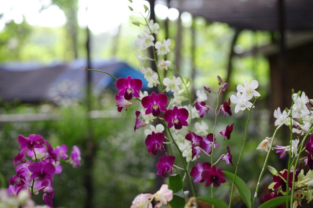 The Orchids of Africa
